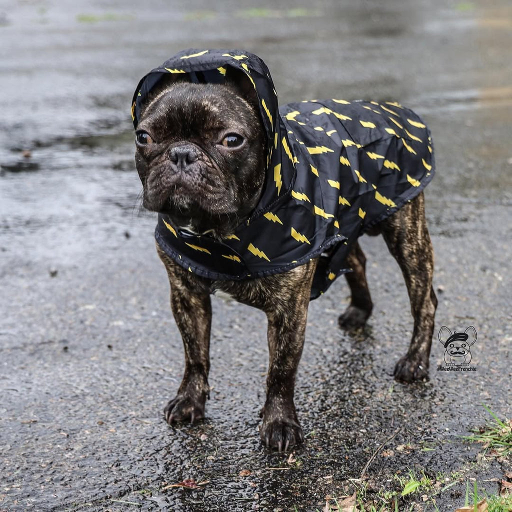 Pawgwarts Dog Poncho – Lightning Bolt Pet Rain Coat | Cute Dog Outfit