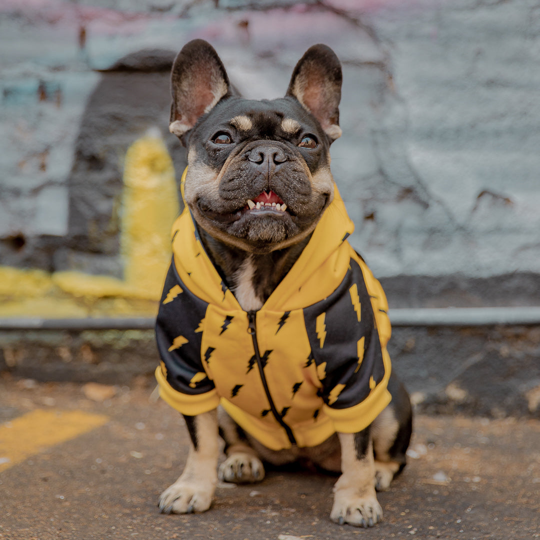 Pawgwarts Dog Hoodie – Lightning Bolt Pet Sweater | Cute Dog Outfit