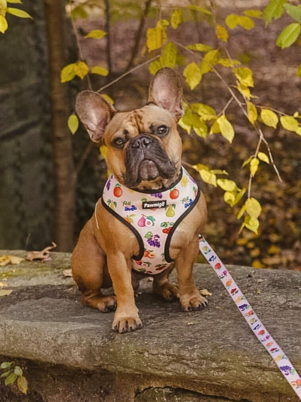 Frootie Patootie Dog Leash Kit – Cute & Colorful Pet Leash Set
