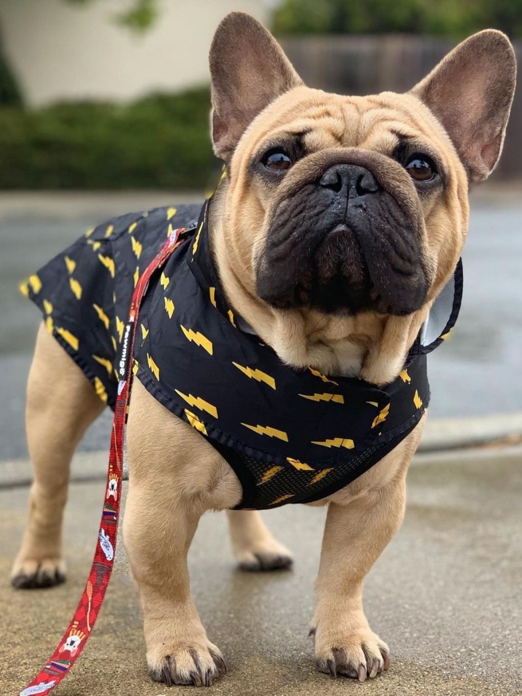Pawgwarts Dog Poncho – Lightning Bolt Pet Rain Coat | Cute Dog Outfit