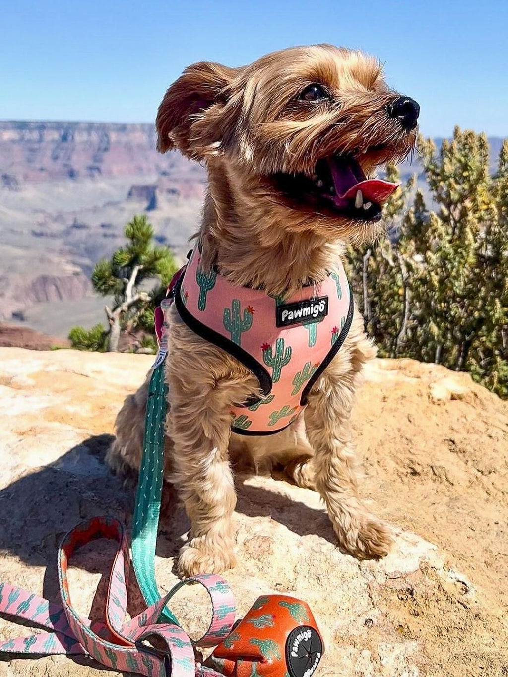 Succa For You Dog Leash Kit – Cute Succulent-Themed Pet Leash Set