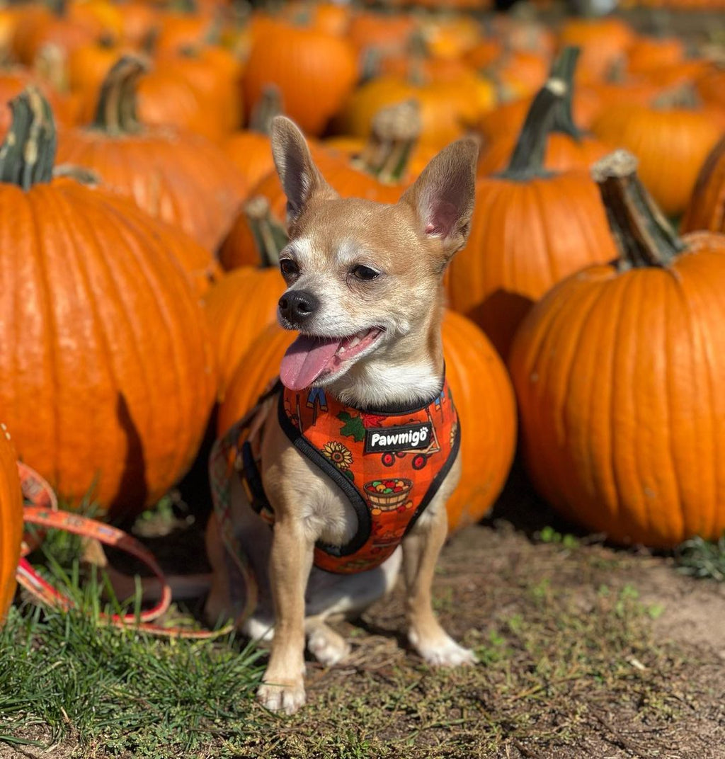Pupkin Patch Reversible Dog Harness – Cute Halloween Pet Harness