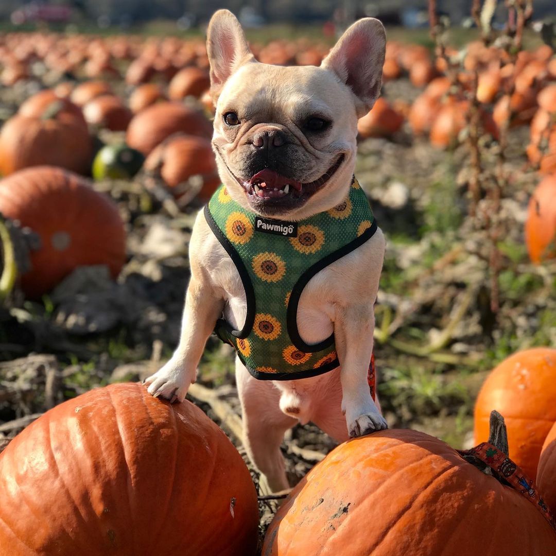 Pupkin Patch Reversible Dog Harness – Cute Halloween Pet Harness