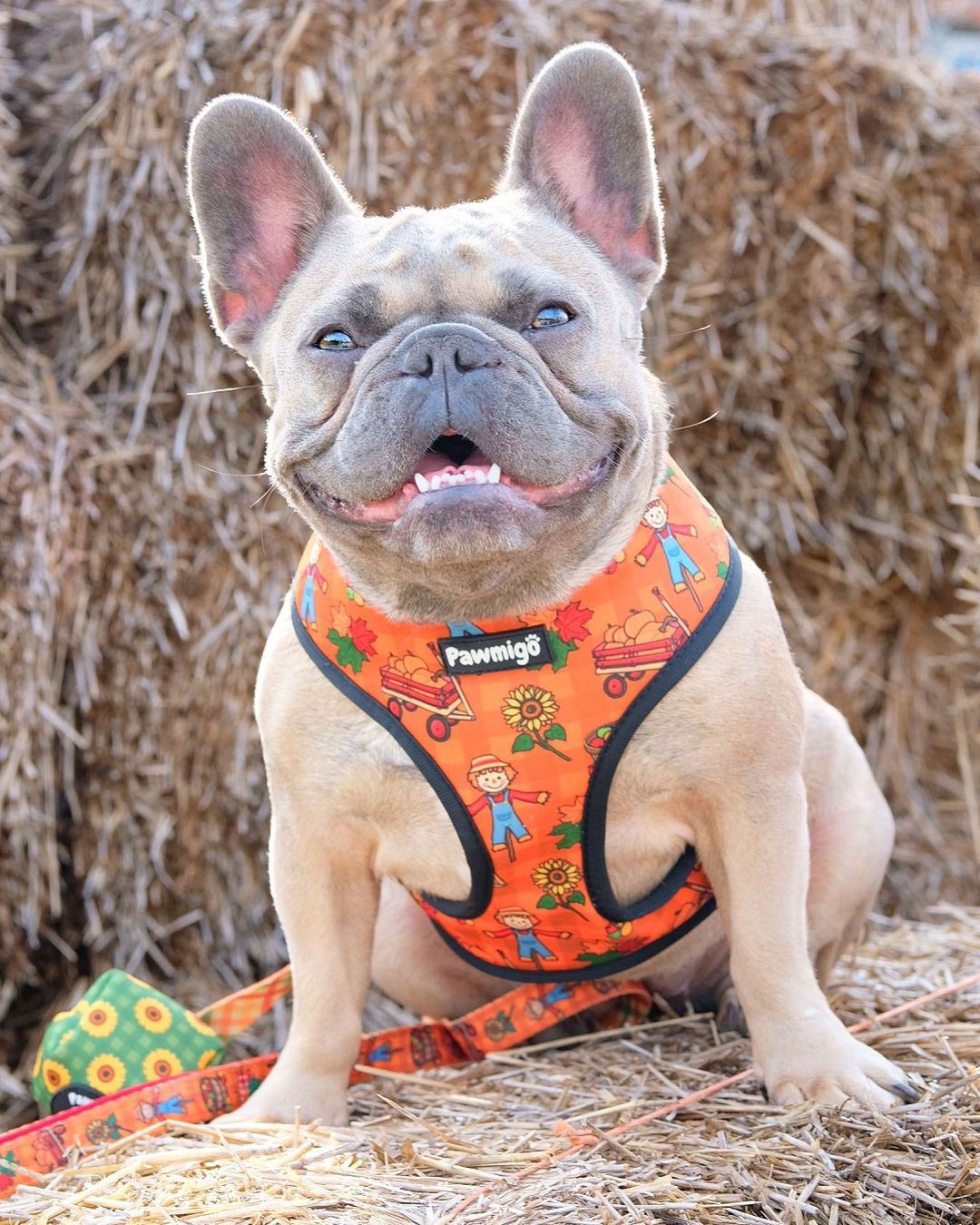 Pupkin Patch Reversible Dog Harness – Cute Halloween Pet Harness