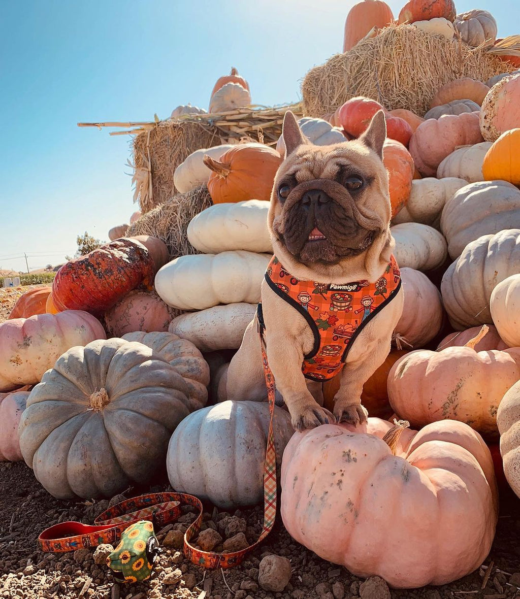 Pupkin Patch Reversible Dog Harness – Cute Halloween Pet Harness