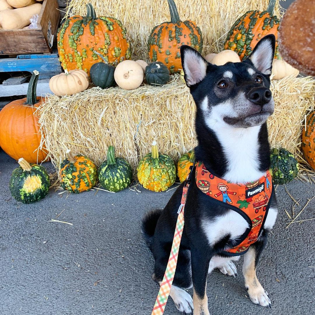Pupkin Patch Reversible Dog Harness – Cute Halloween Pet Harness