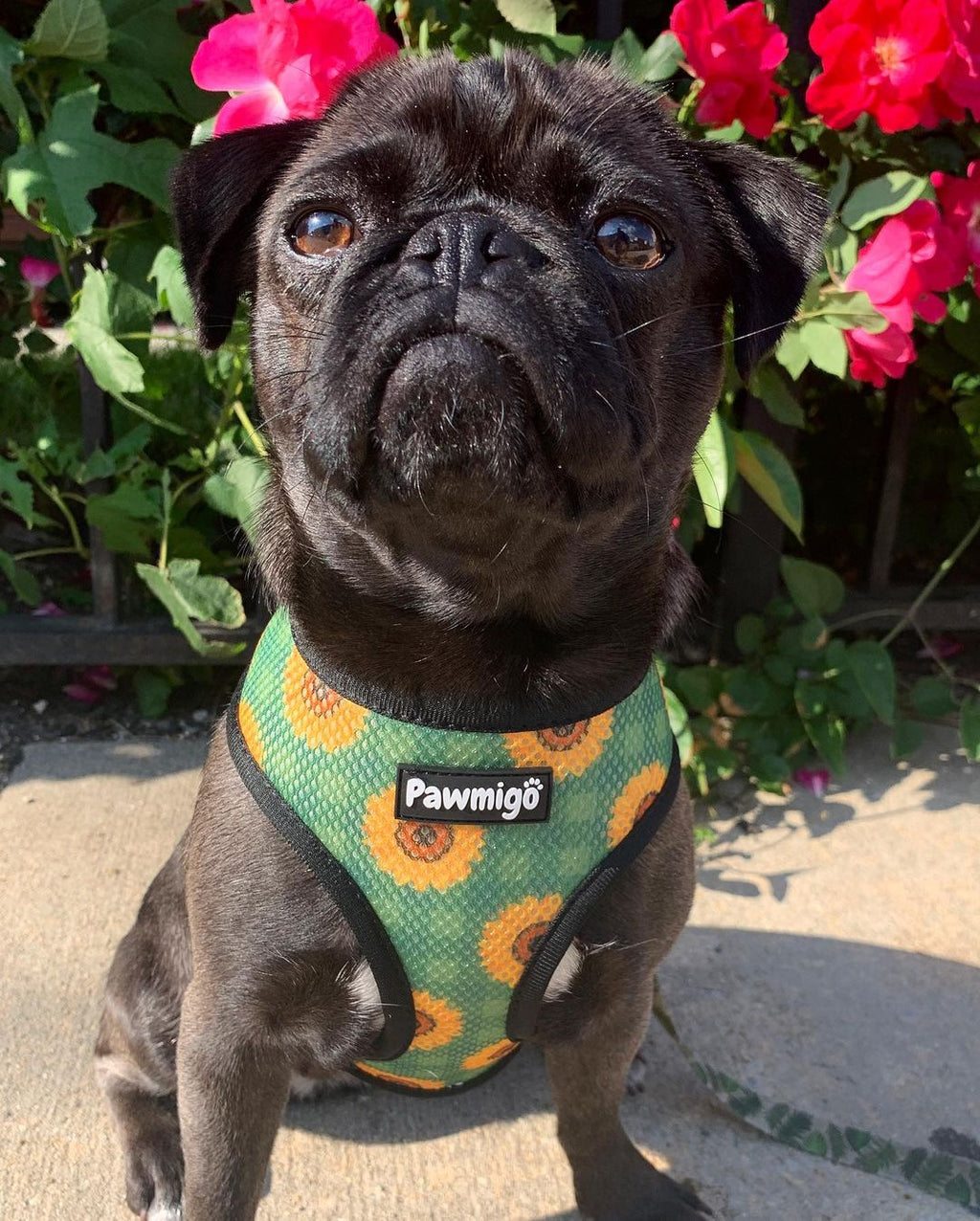 Pupkin Patch Reversible Dog Harness – Cute Halloween Pet Harness