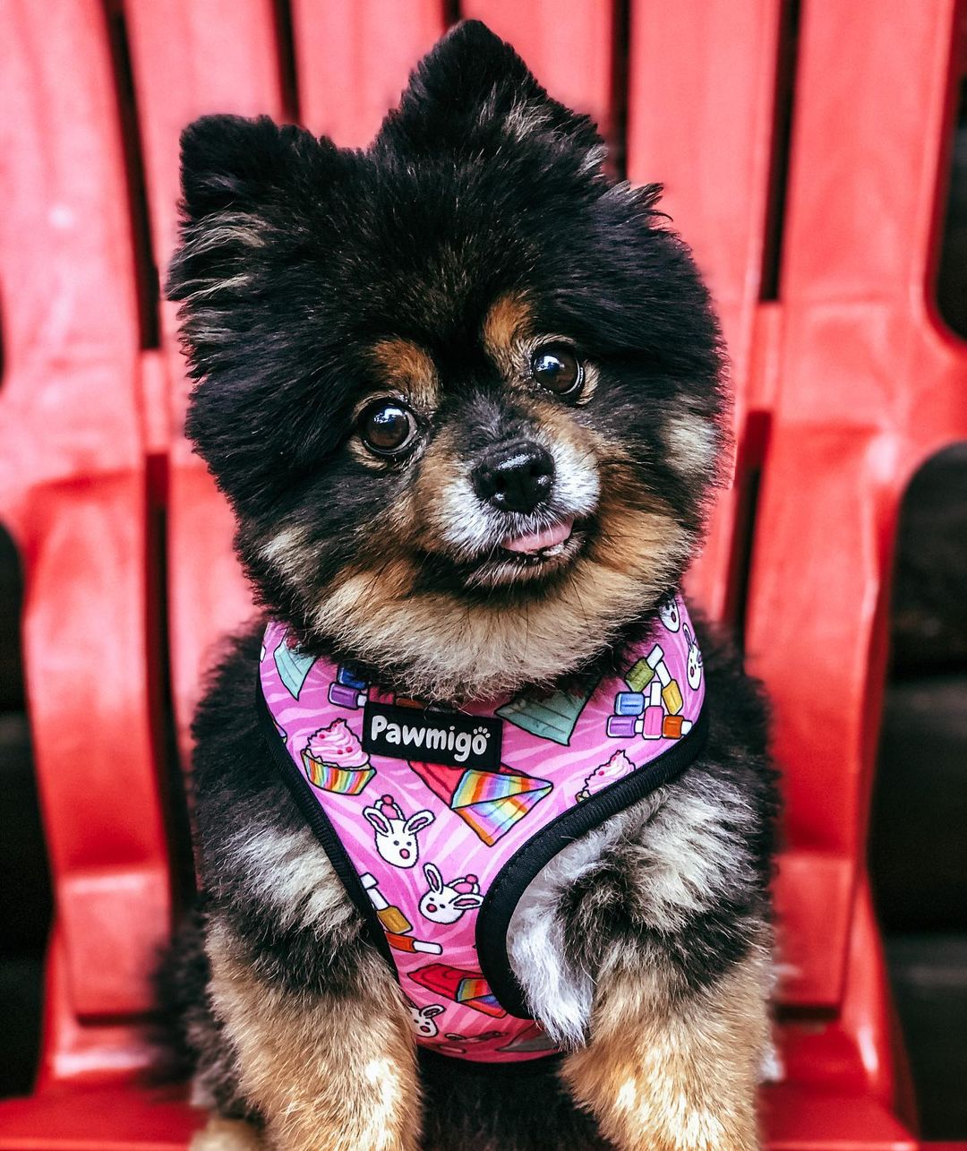 Slumber Pawty Reversible Dog Harness – Cute & Cozy Pet Harness