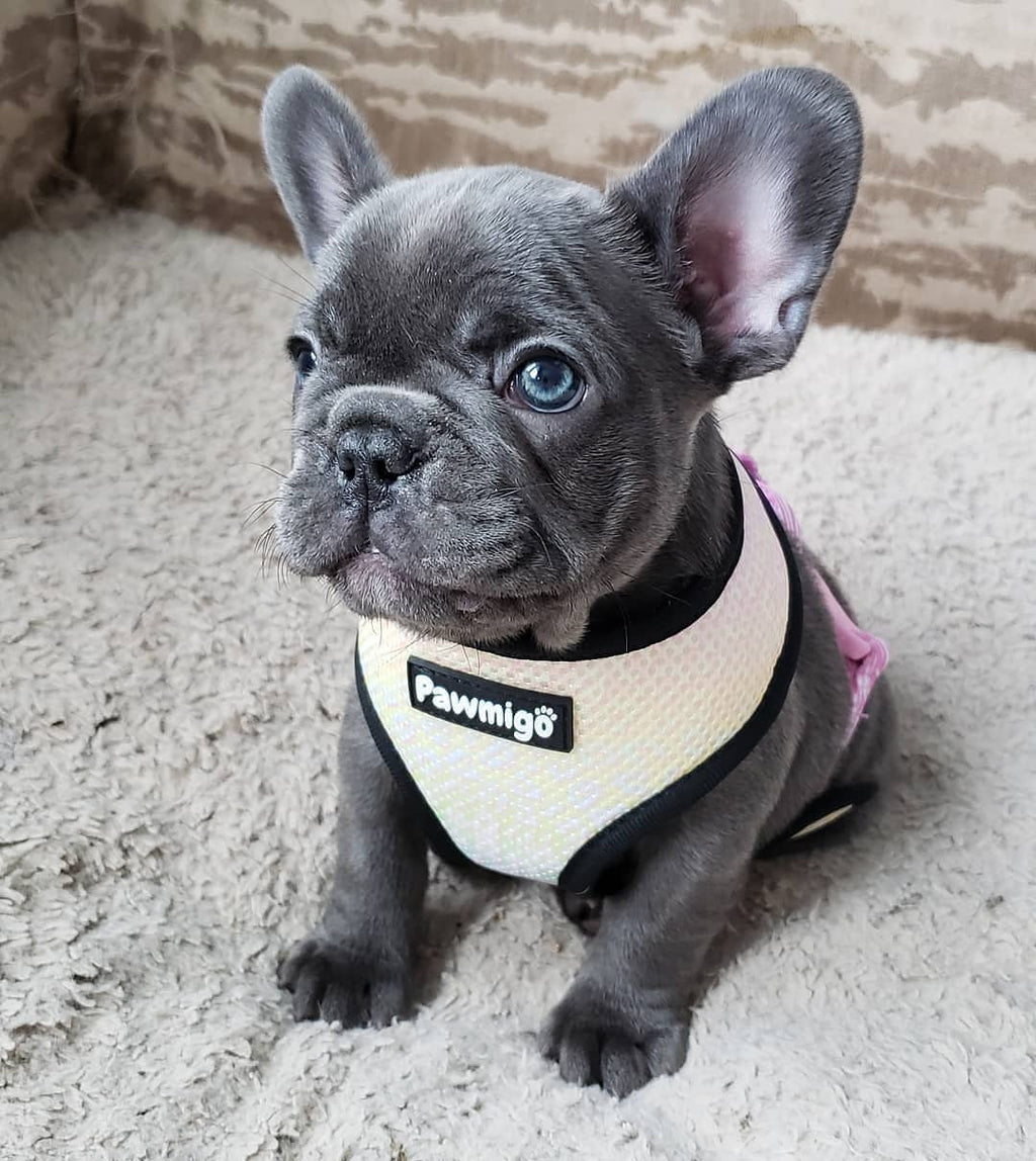 Slumber Pawty Reversible Dog Harness – Cute & Cozy Pet Harness