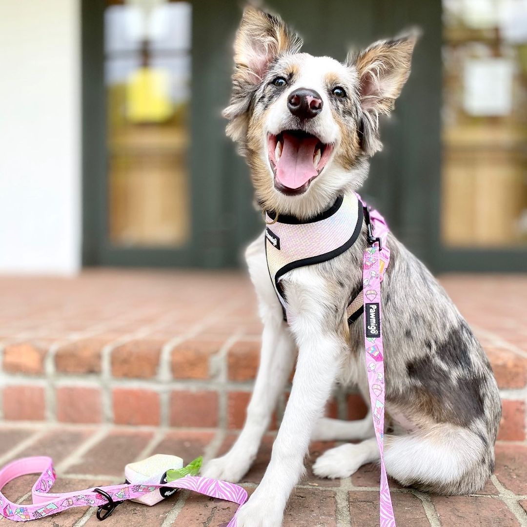 Slumber Pawty Dog Leash Kit – Cute & Cozy Pet Leash Set