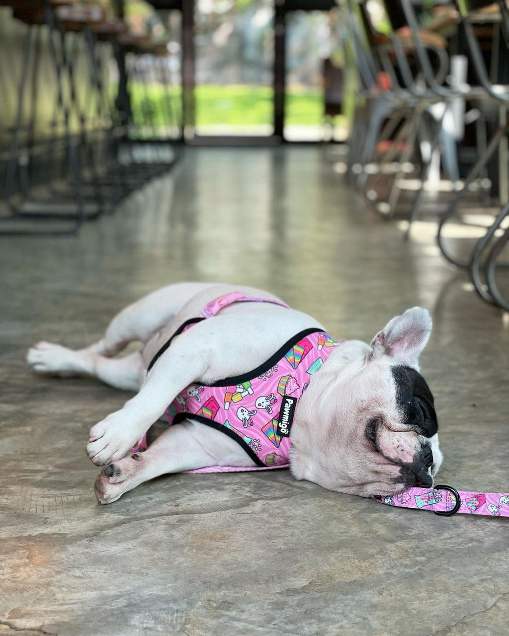 Slumber Pawty Dog Leash Kit – Cute & Cozy Pet Leash Set