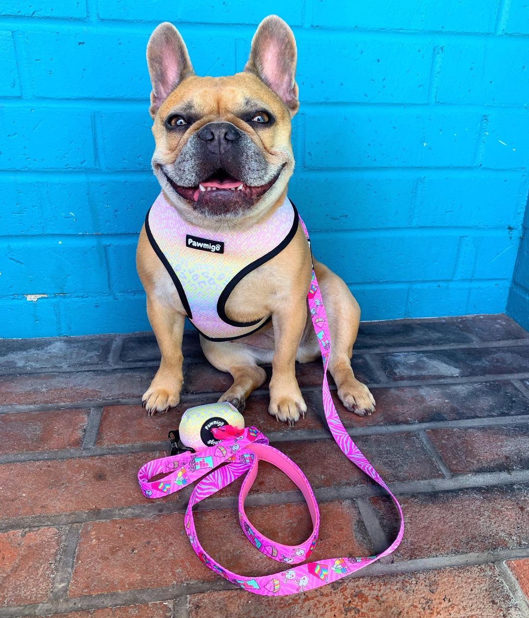 Slumber Pawty Dog Leash Kit – Cute & Cozy Pet Leash Set