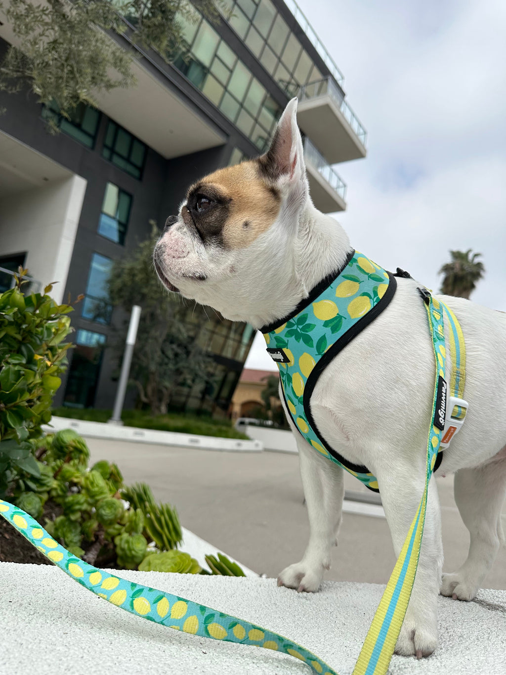 Worth The Squeeze Dog Leash Kit – Cute Citrus-Themed Pet Leash Set