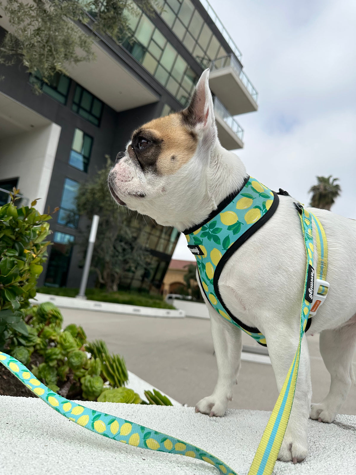 Worth The Squeeze Dog Leash Kit – Cute Citrus-Themed Pet Leash Set