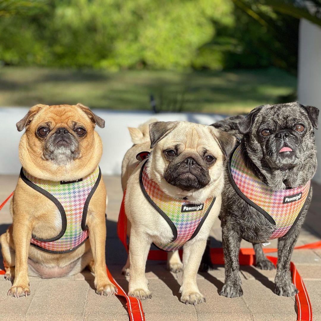 Frootie Patootie Reversible Dog Harness – Cute & Comfortable Pet Harness