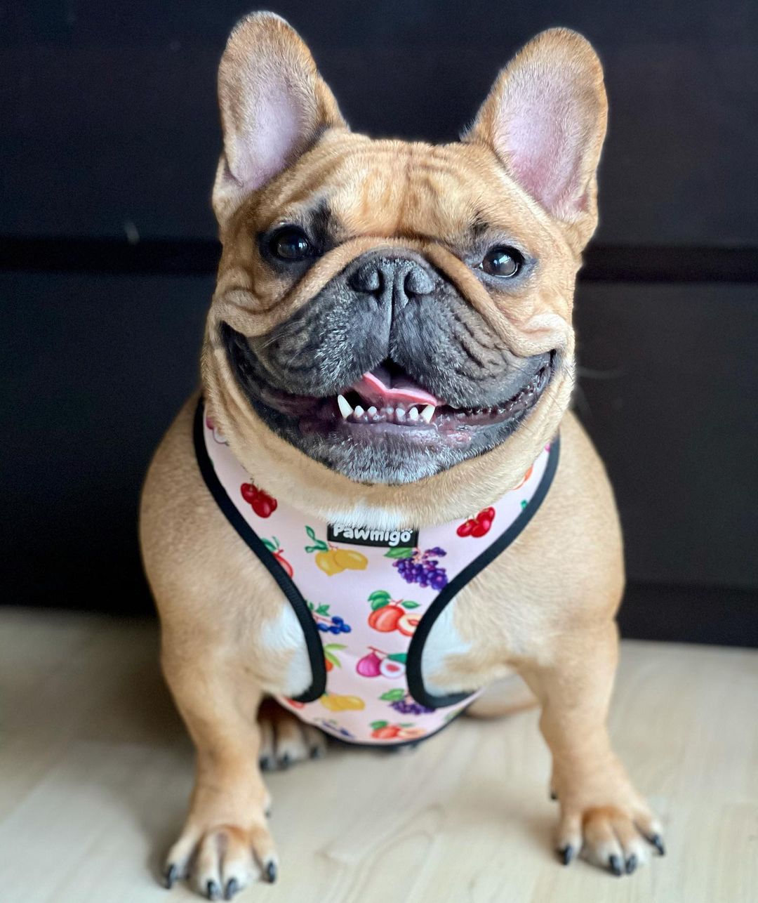 Frootie Patootie Reversible Dog Harness – Cute & Comfortable Pet Harness