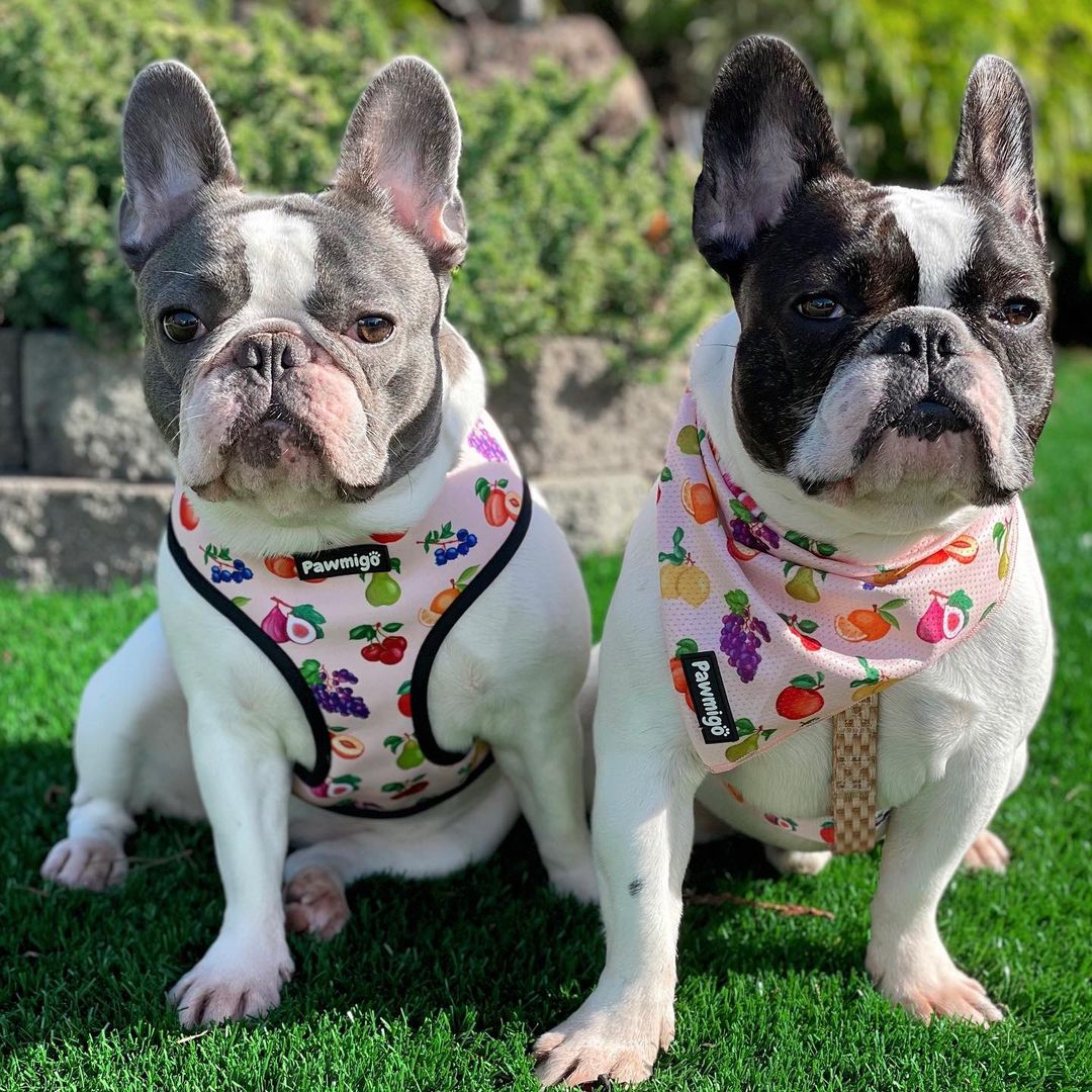 Frootie Patootie Reversible Dog Harness – Cute & Comfortable Pet Harness