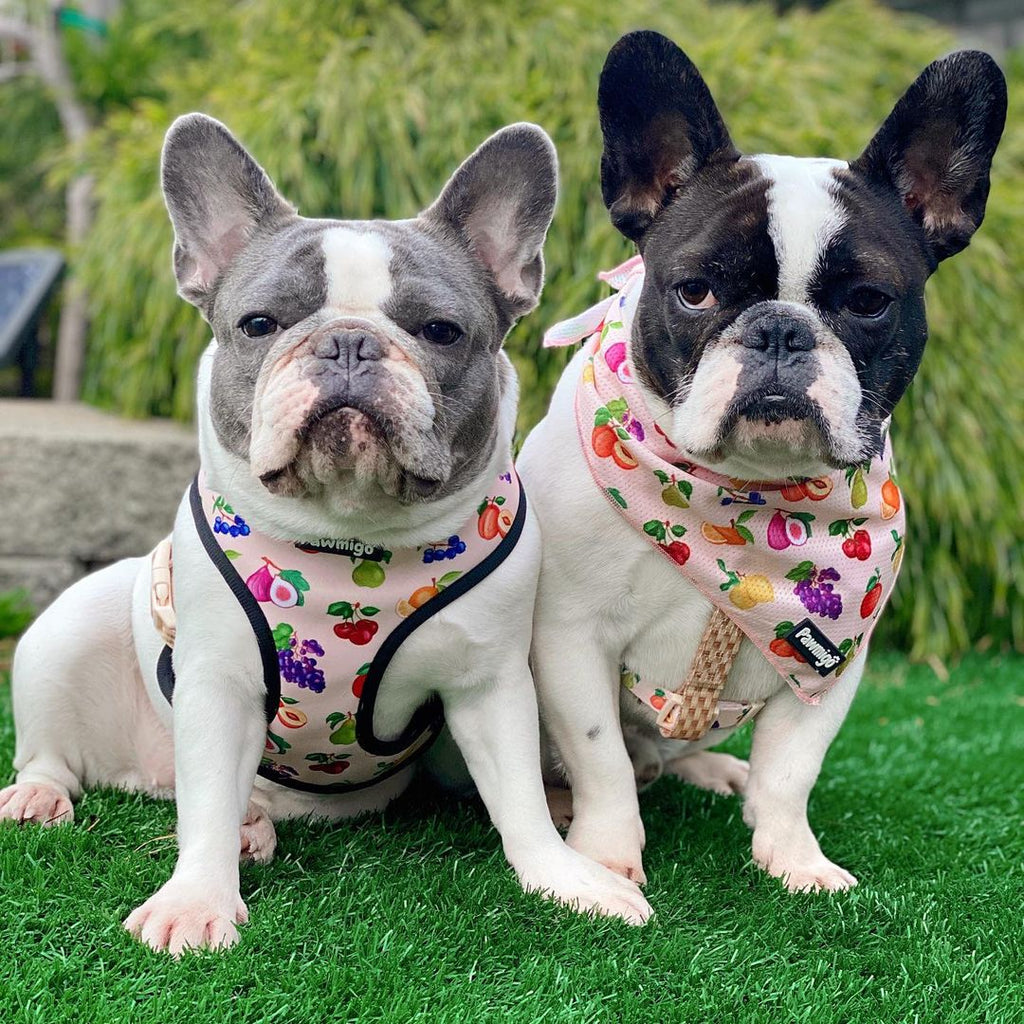 Frootie Patootie Reversible Dog Harness – Cute & Comfortable Pet Harness