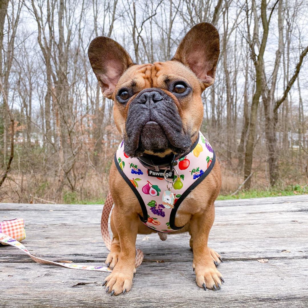 Frootie Patootie Reversible Dog Harness – Cute & Comfortable Pet Harness